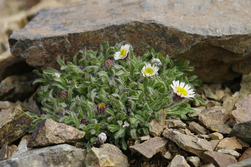 Mex's Fleabane photo 3