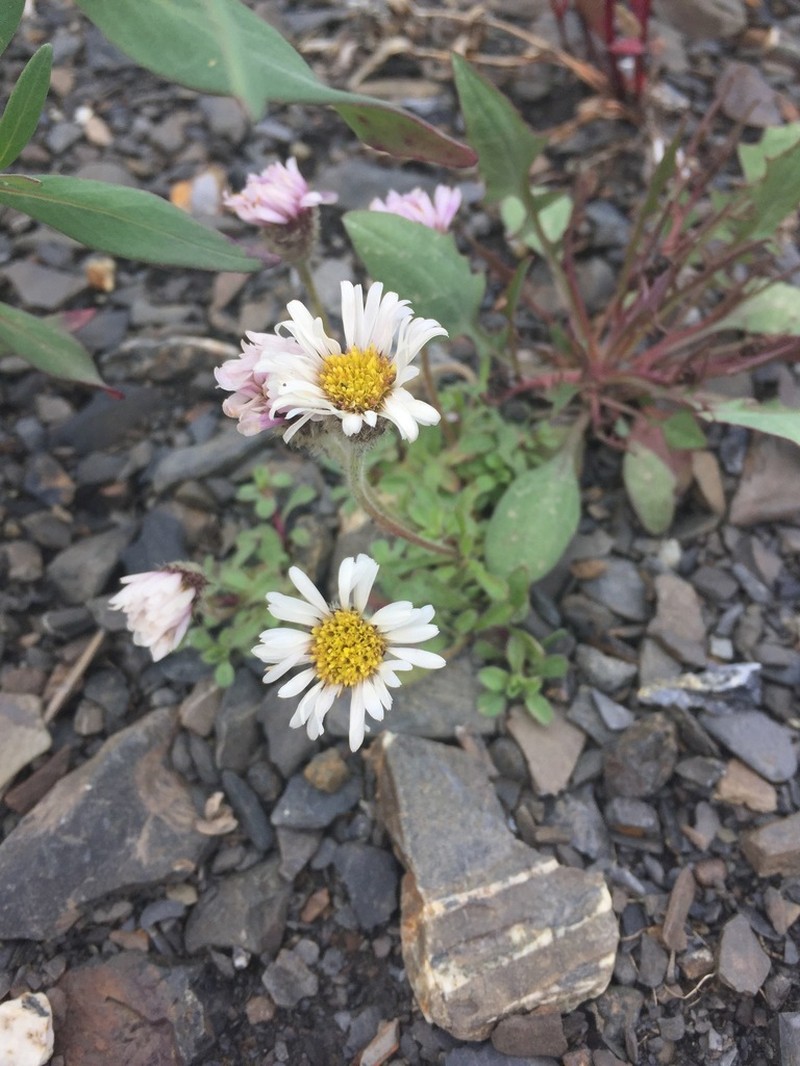 Mex's Fleabane photo 4