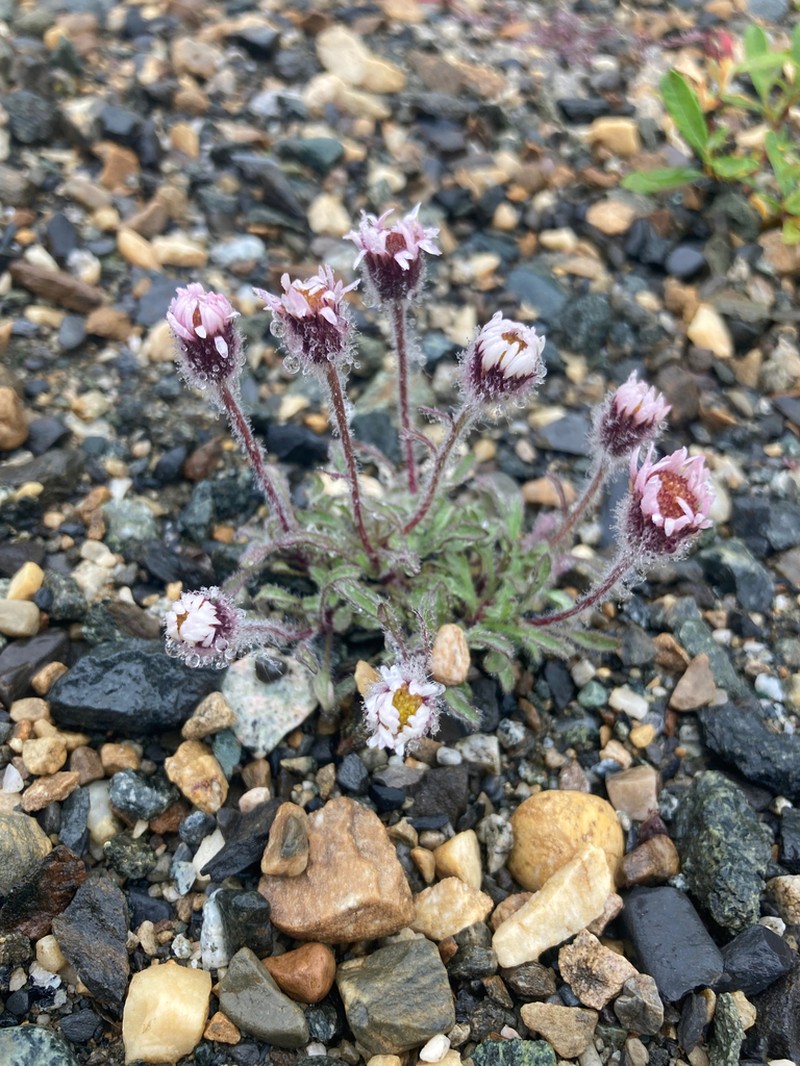 Mex's Fleabane photo 5