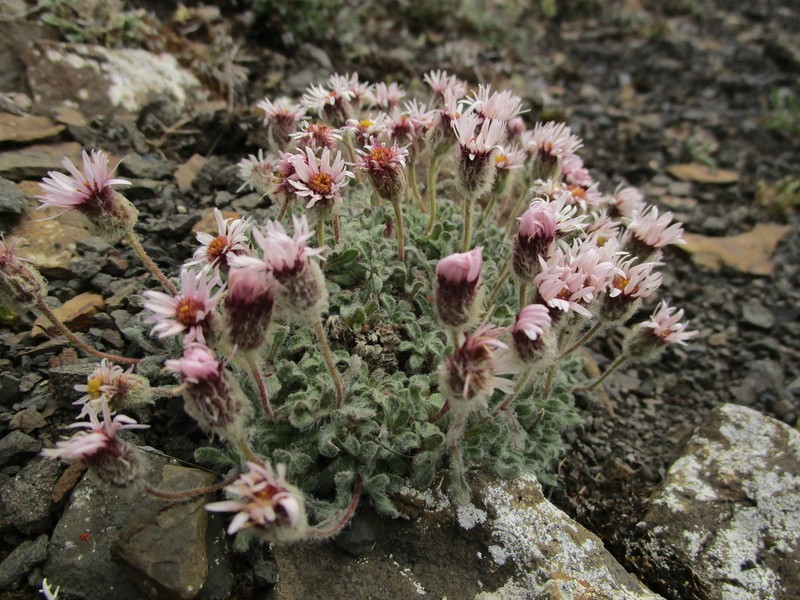 Mex's Fleabane photo 6