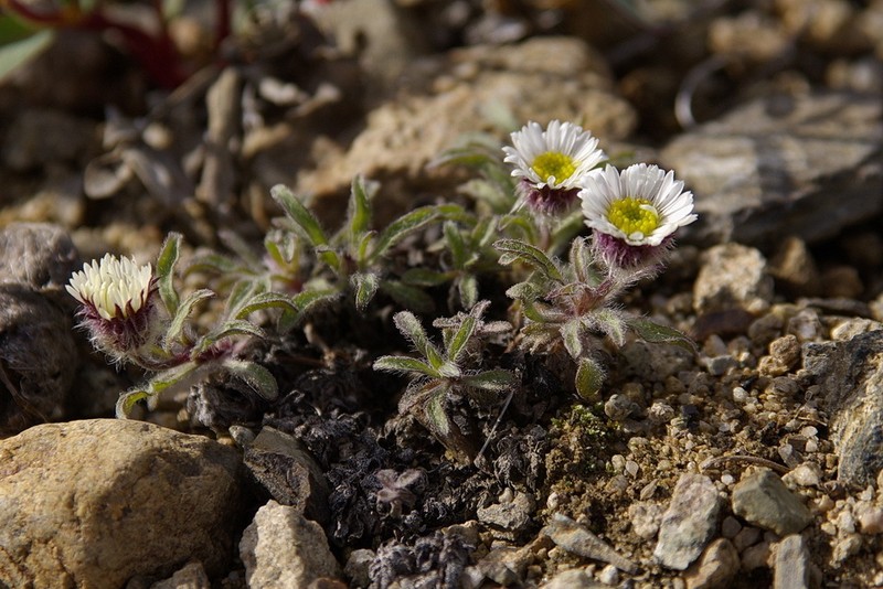 Mex's Fleabane photo 7