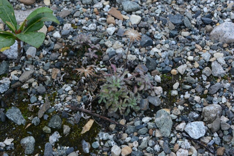 Mex's Fleabane photo 8