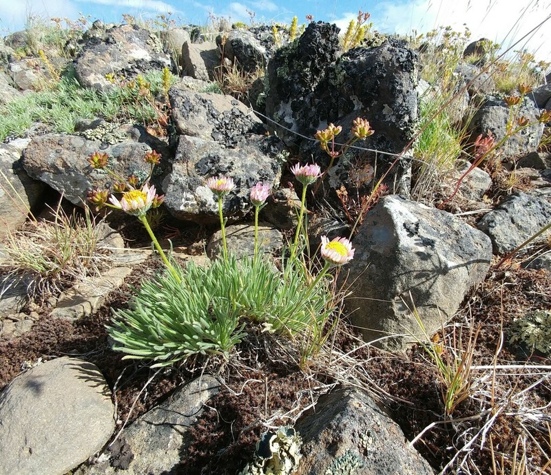 White Cushion Fleabane