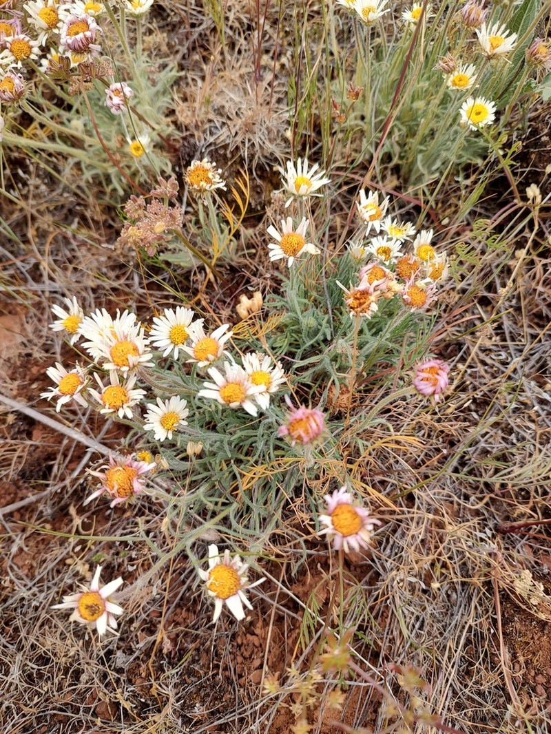 White Cushion Fleabane photo 2