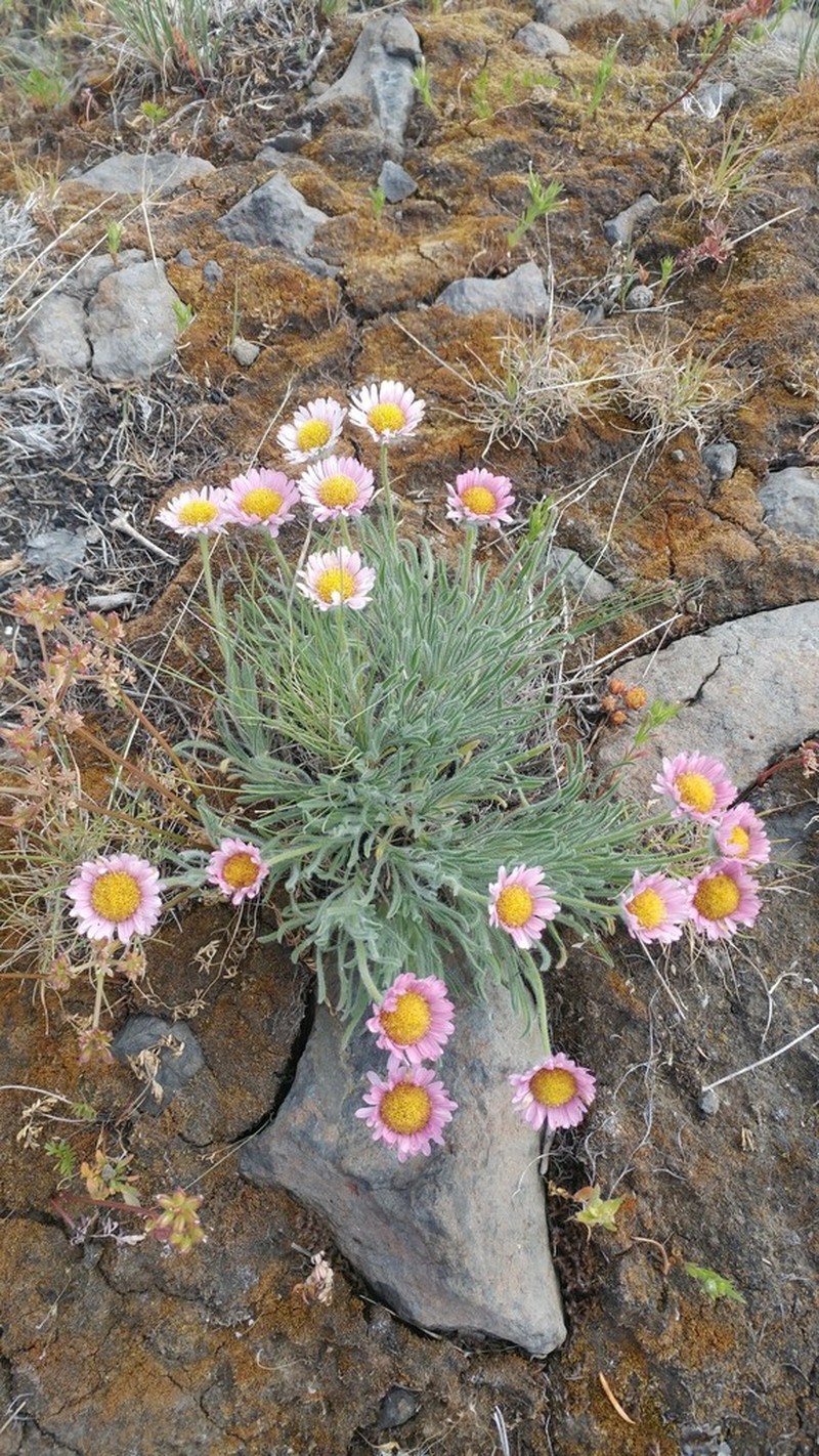 White Cushion Fleabane photo 3