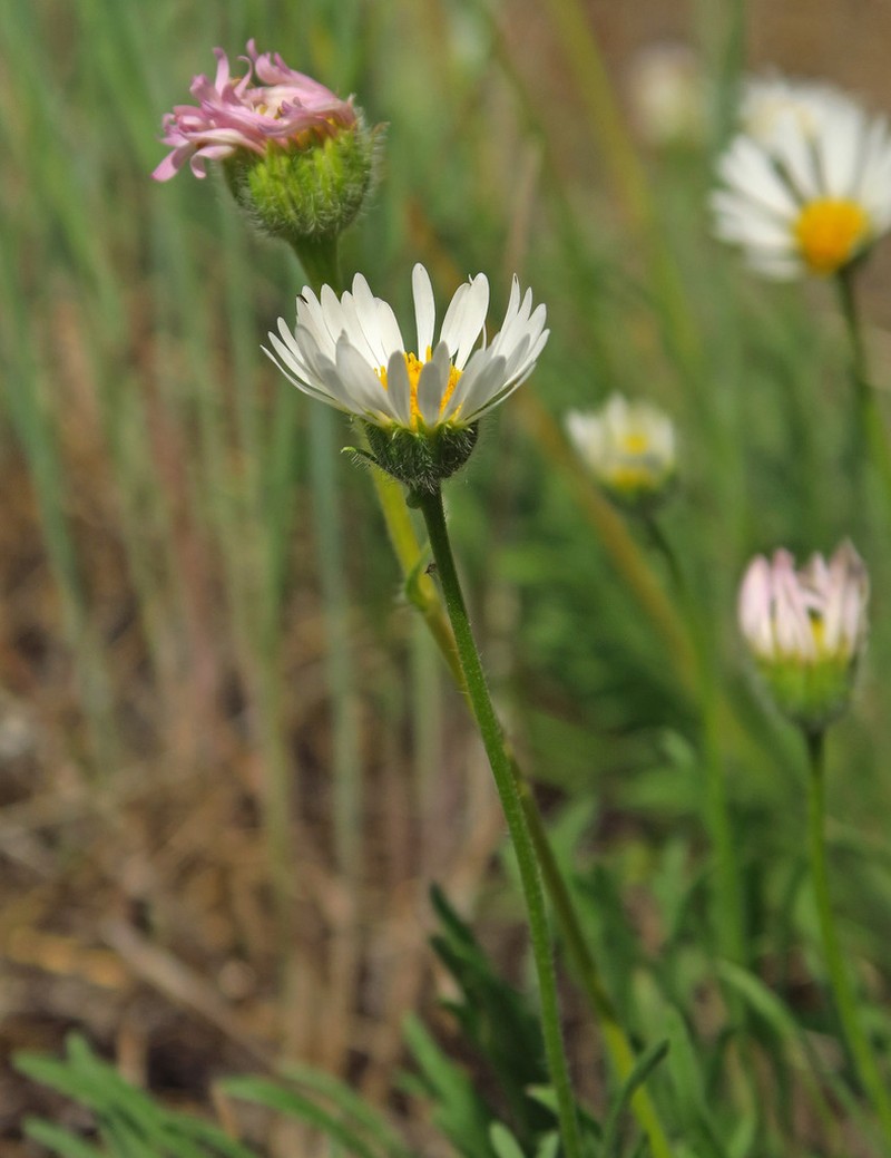 White Cushion Fleabane photo 4