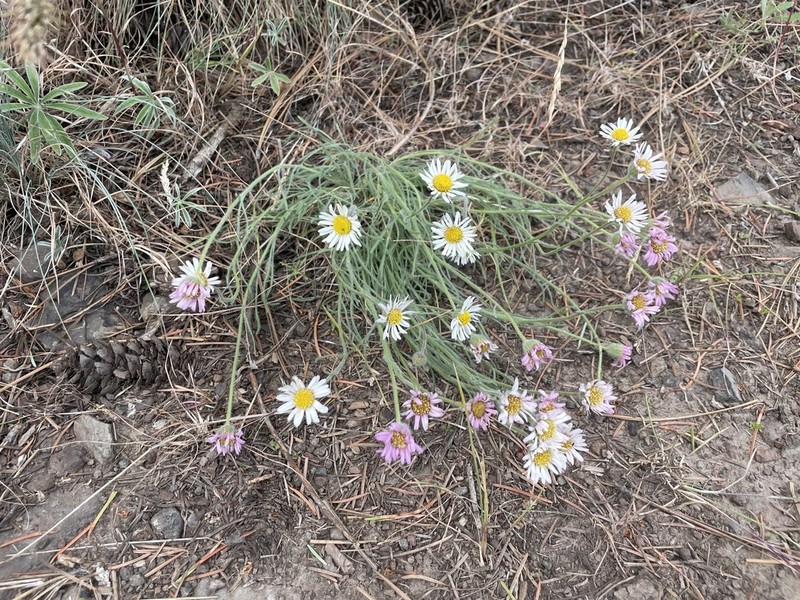 White Cushion Fleabane photo 5