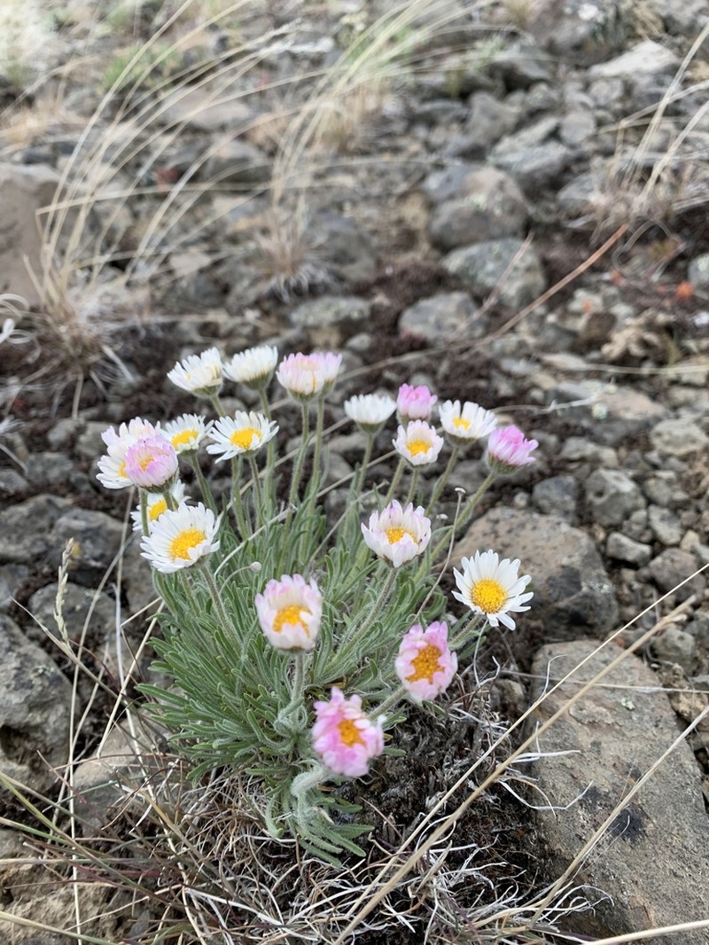 White Cushion Fleabane photo 6