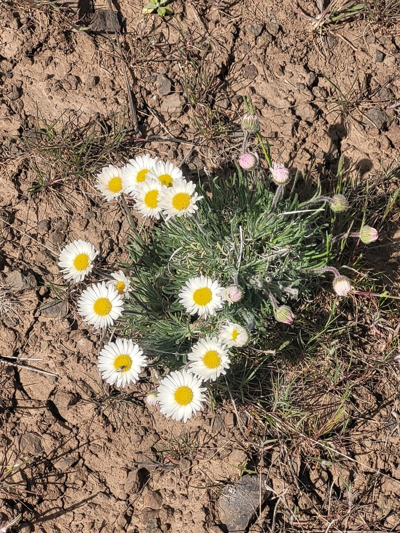 White Cushion Fleabane photo 7