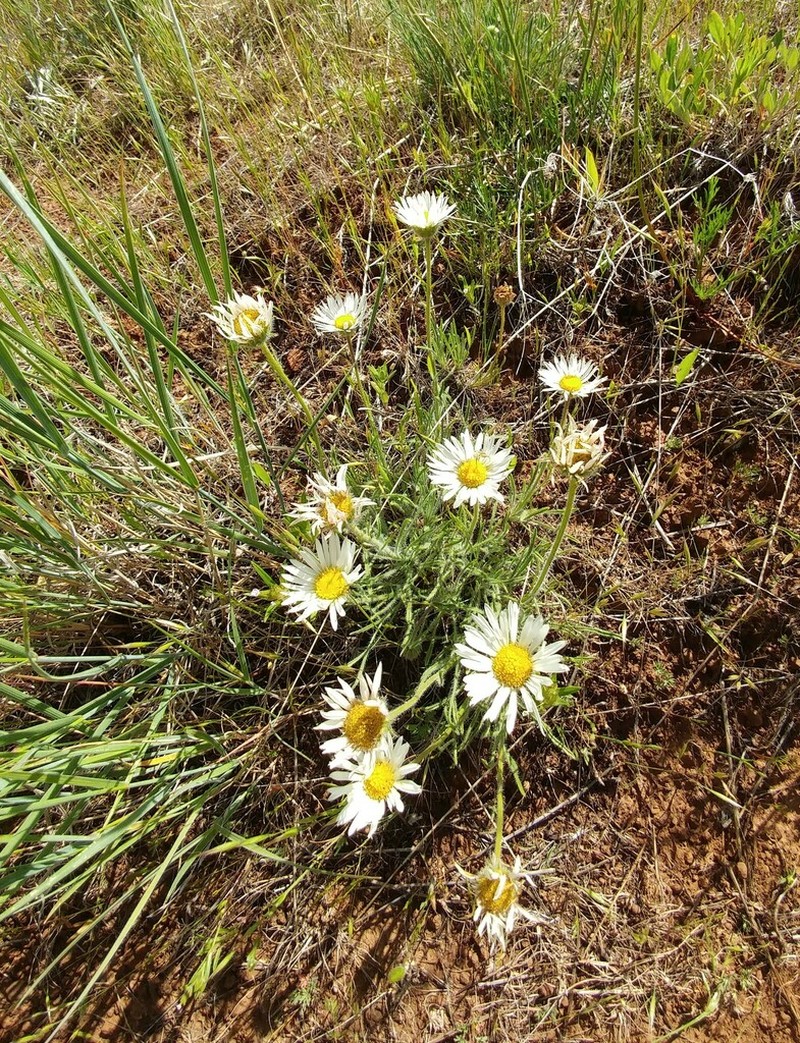 White Cushion Fleabane photo 8