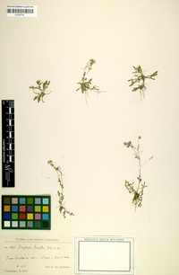 Erigeron dissectus