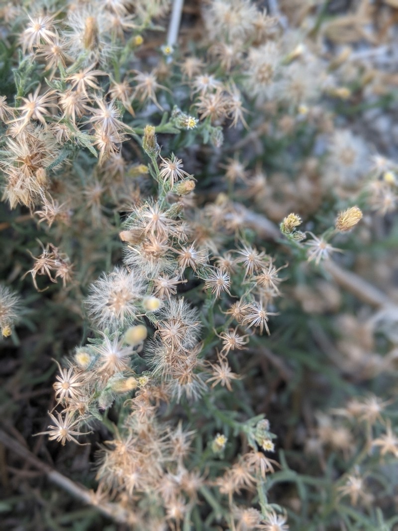 Dwarf Horseweed