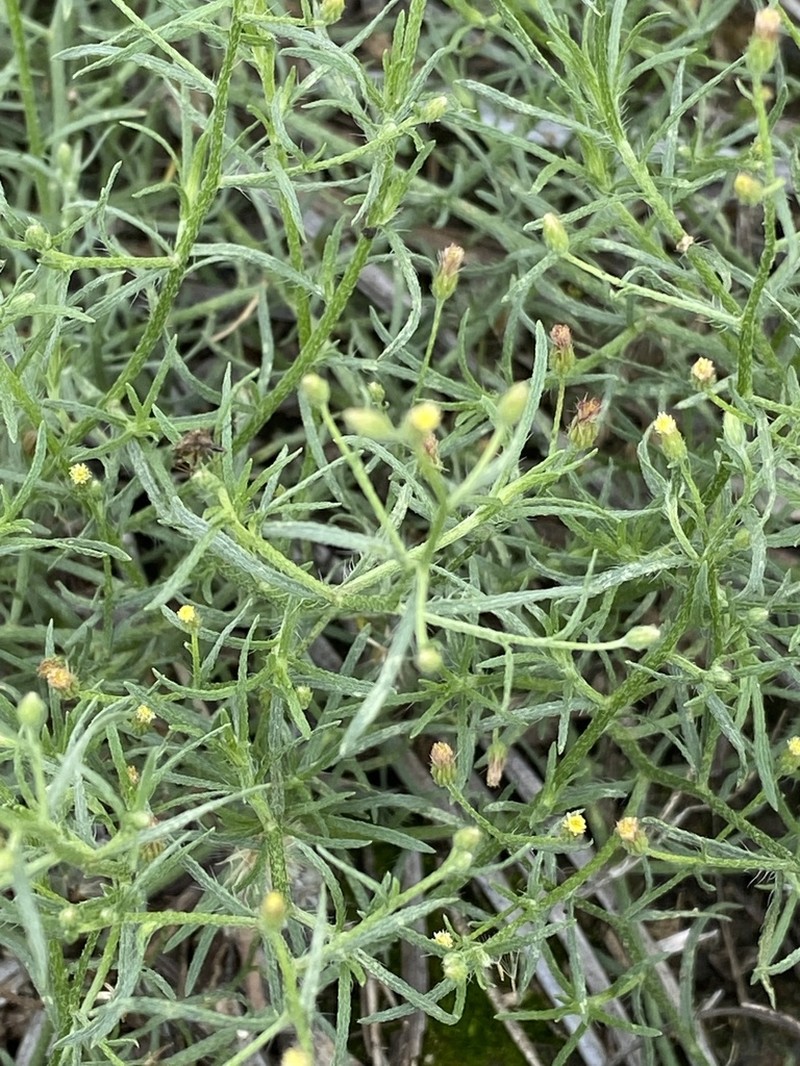 Dwarf Horseweed photo 2