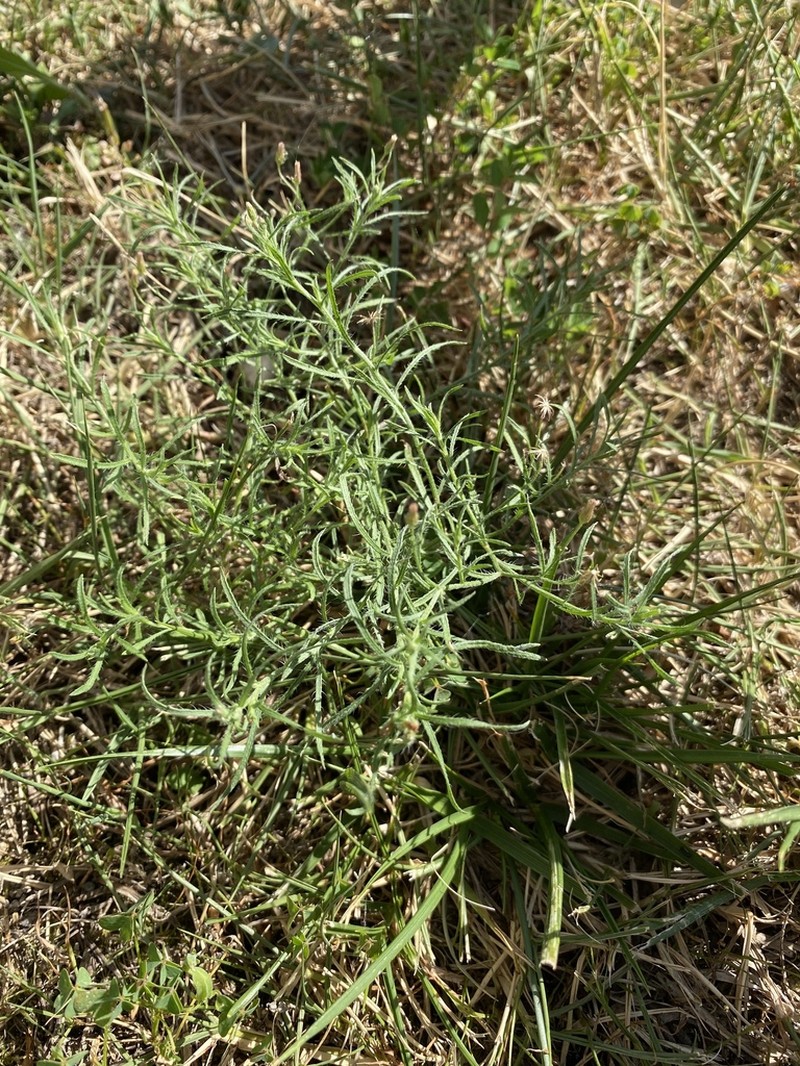 Dwarf Horseweed photo 3
