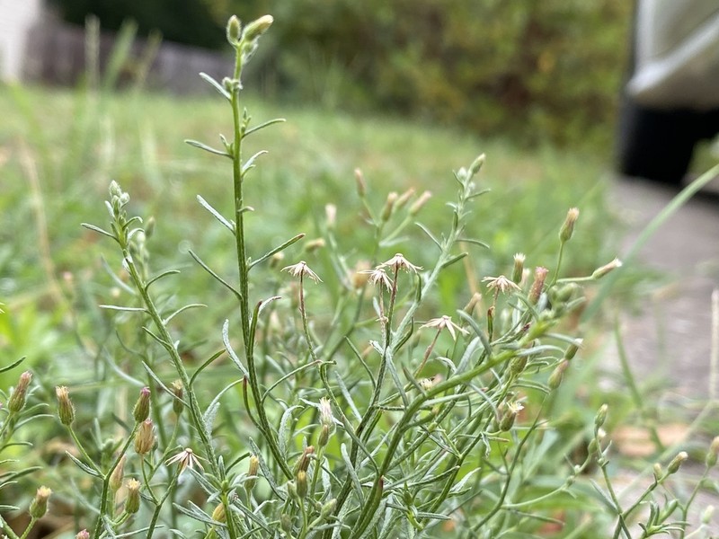 Dwarf Horseweed photo 4