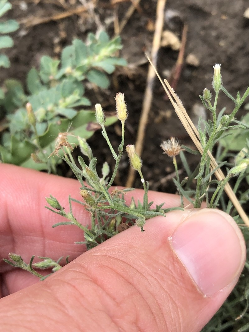 Dwarf Horseweed photo 5