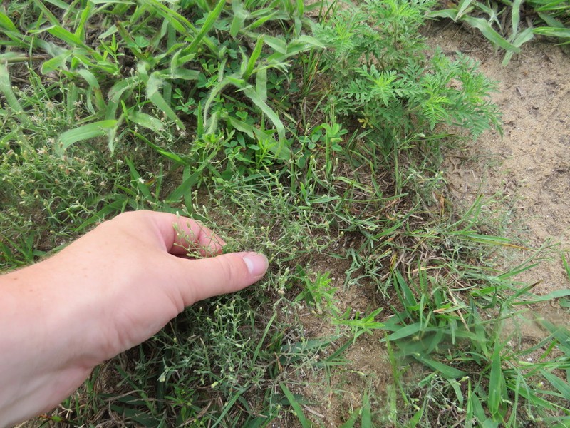 Dwarf Horseweed photo 6