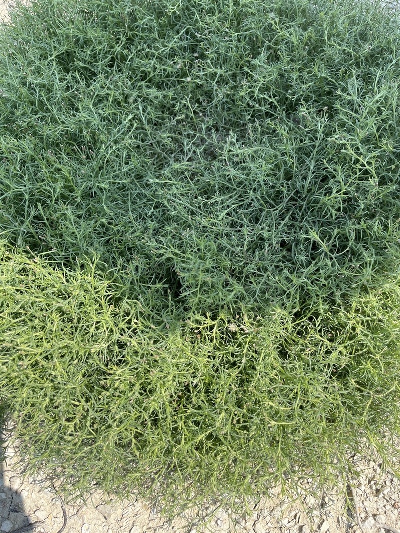 Dwarf Horseweed photo 7