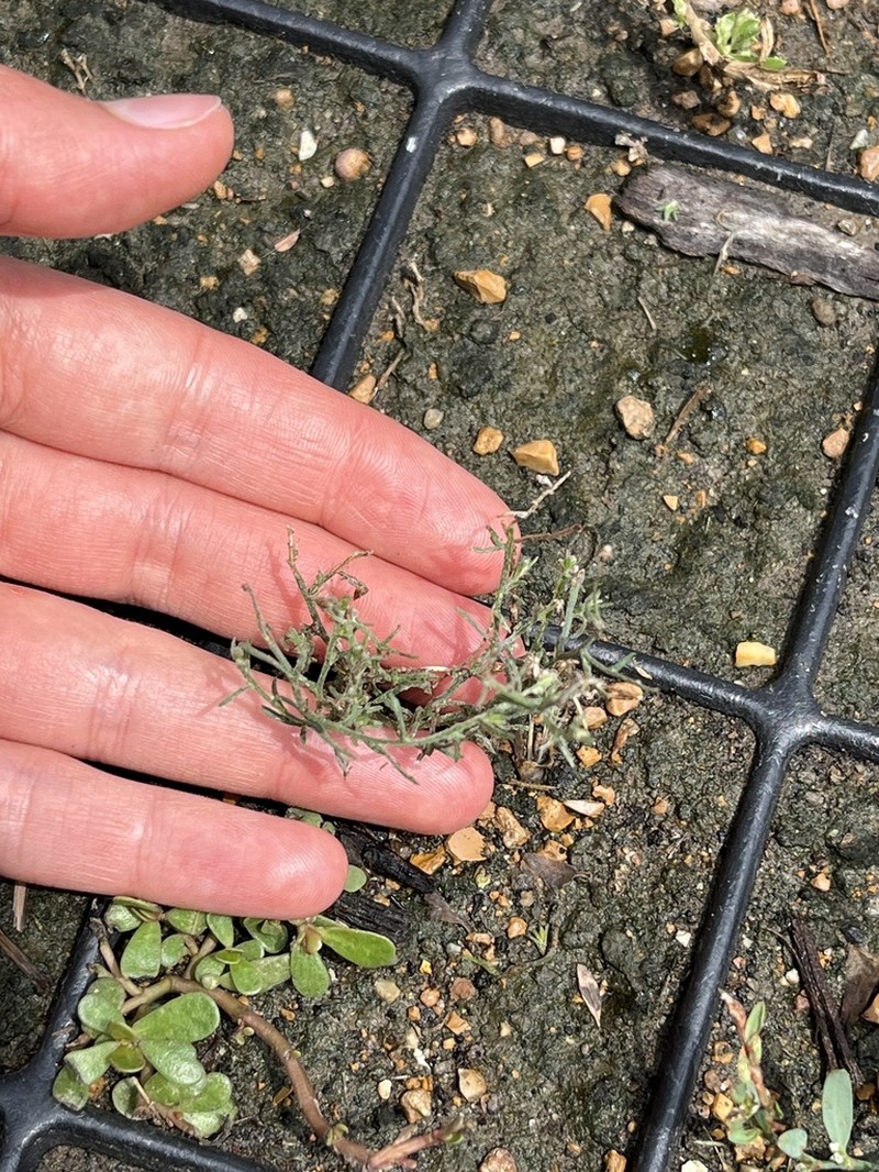 Dwarf Horseweed photo 8