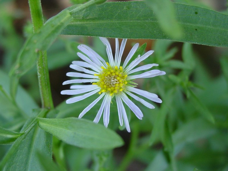 Spreading Fleabane