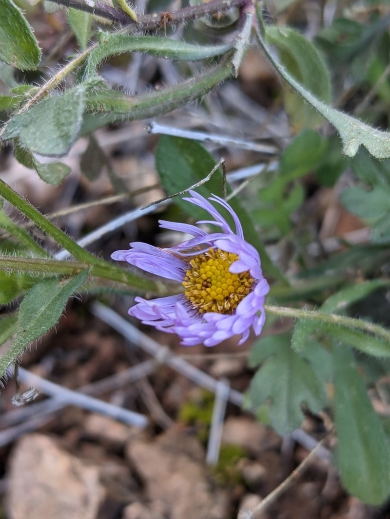 Spreading Fleabane