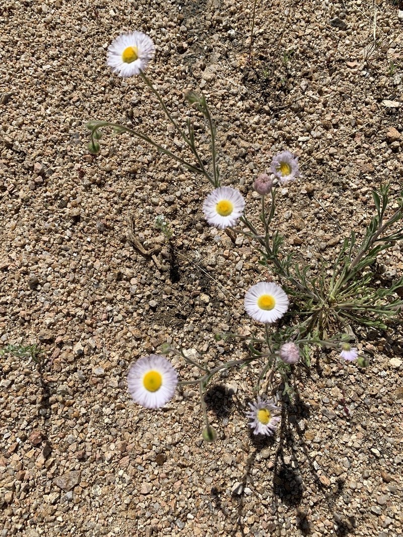 Spreading Fleabane photo 2