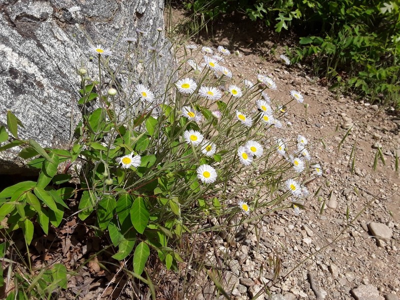 Spreading Fleabane photo 3