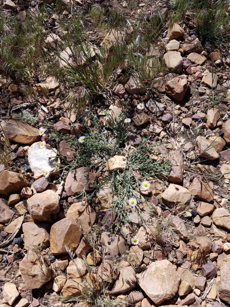 Spreading Fleabane photo 4