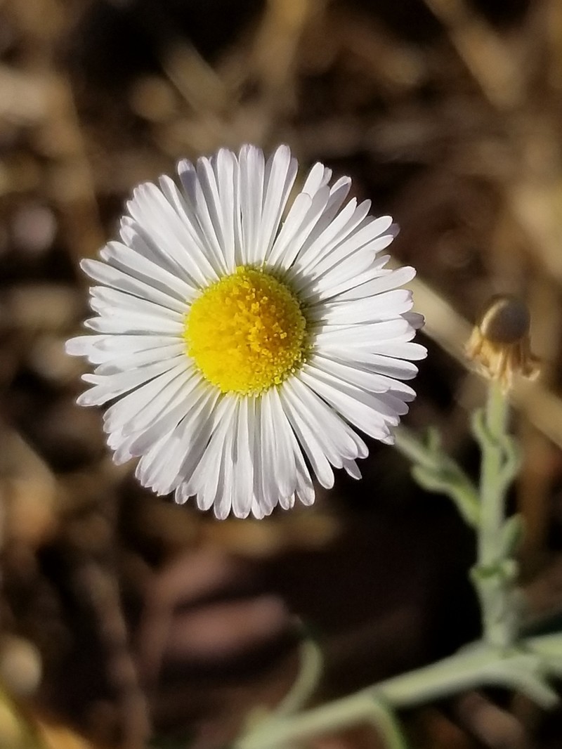 Spreading Fleabane photo 5