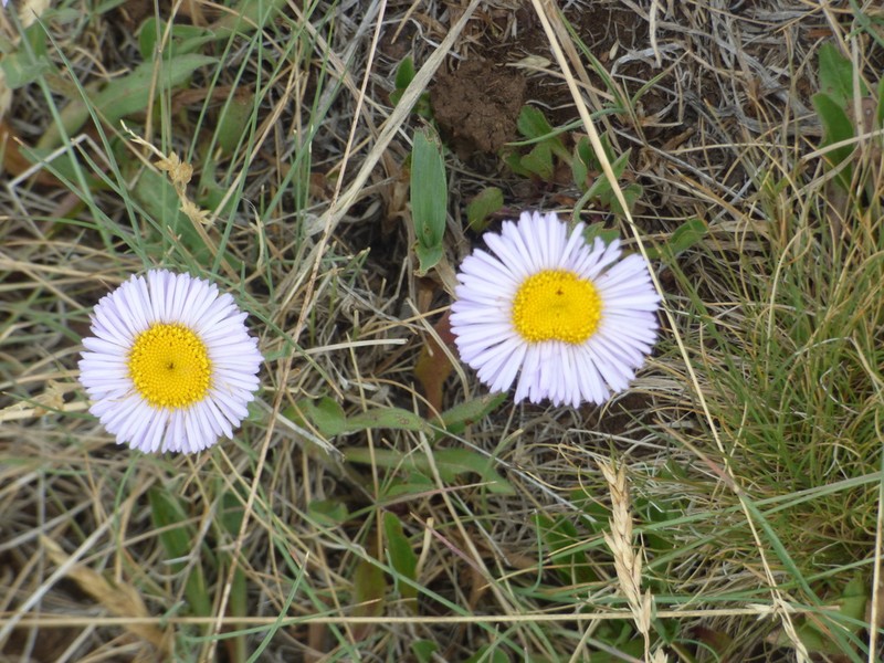 Spreading Fleabane photo 6