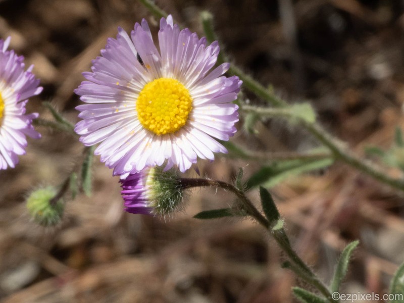 Spreading Fleabane photo 7