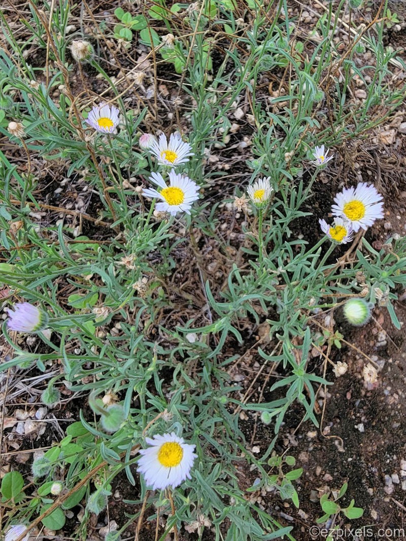 Spreading Fleabane photo 8