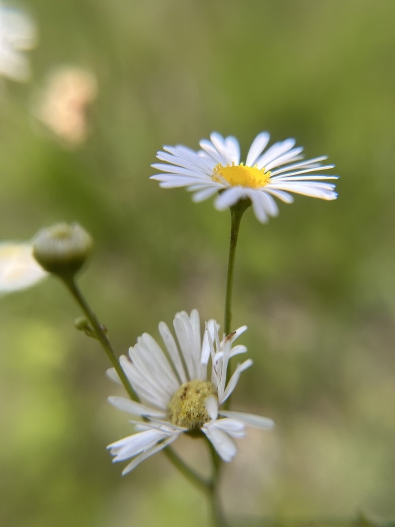 Erigeron dolomiticola