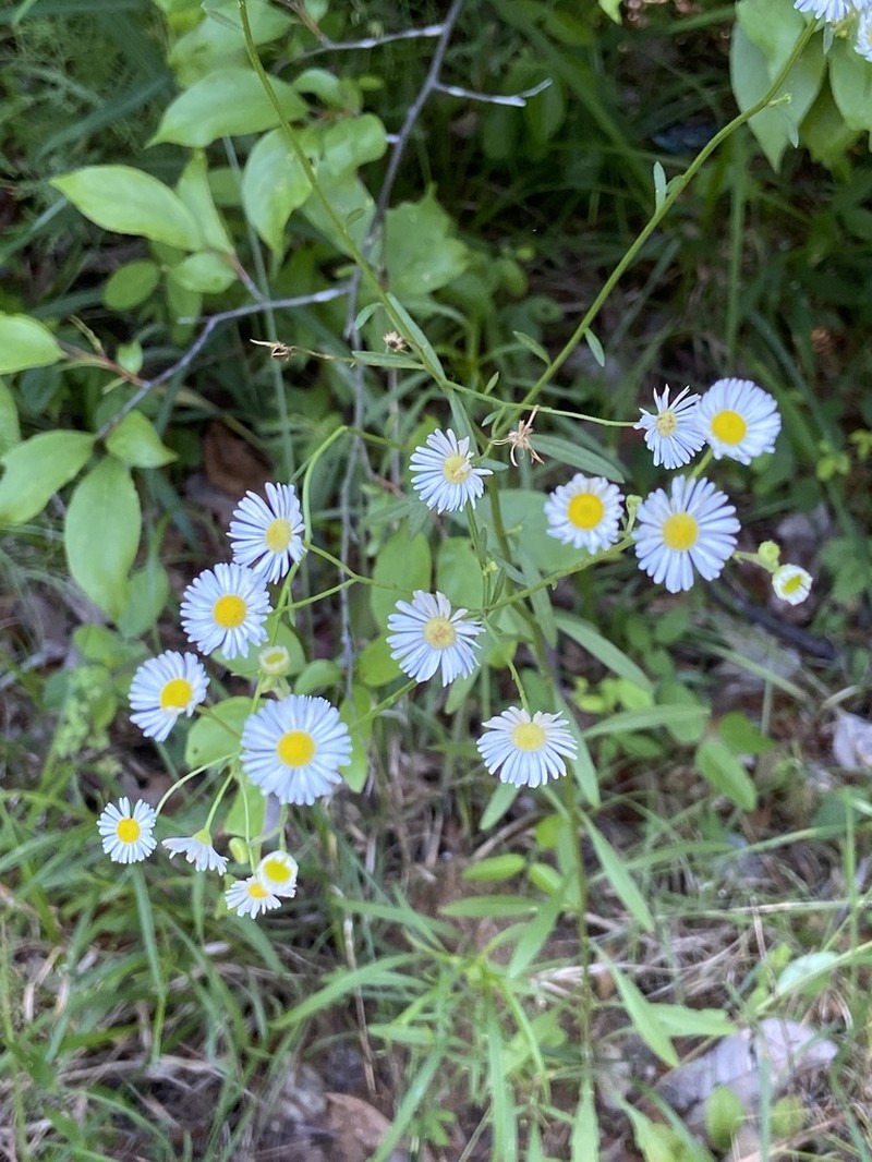 Erigeron dolomiticola photo 2
