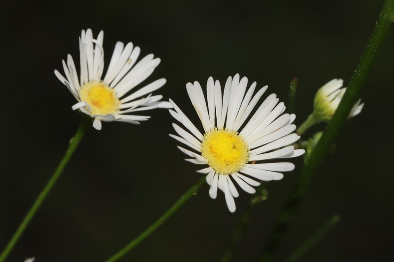 Erigeron dolomiticola photo 3