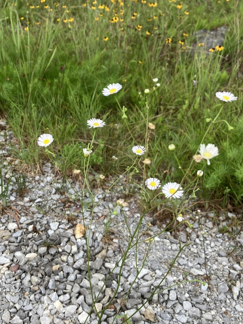 Erigeron dolomiticola photo 4