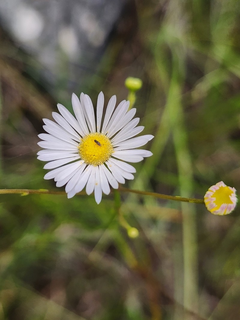 Erigeron dolomiticola photo 5