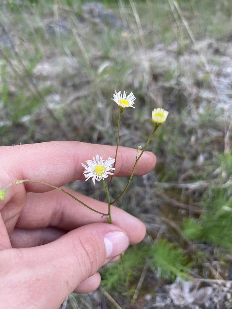 Erigeron dolomiticola photo 6