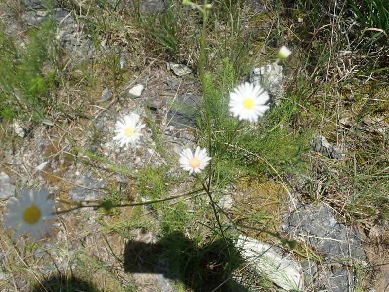 Erigeron dolomiticola photo 7