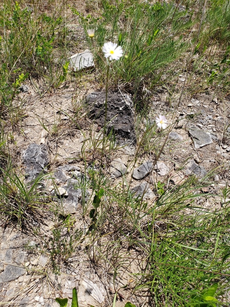 Erigeron dolomiticola photo 8
