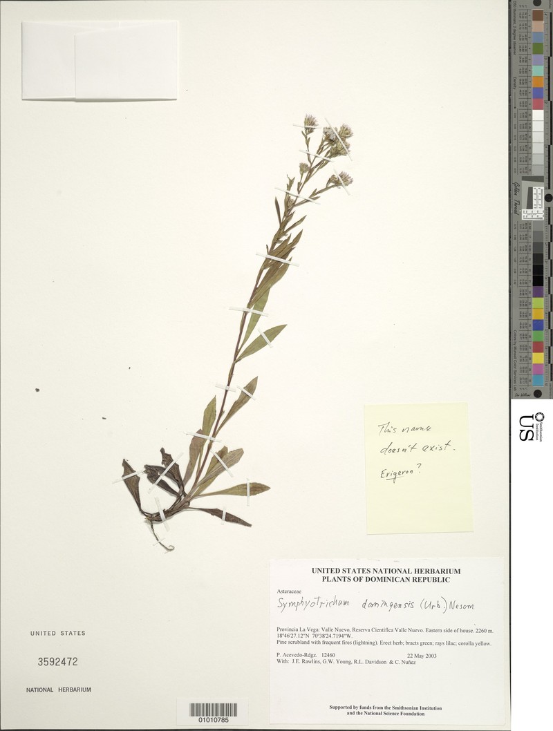 Erigeron domingensis
