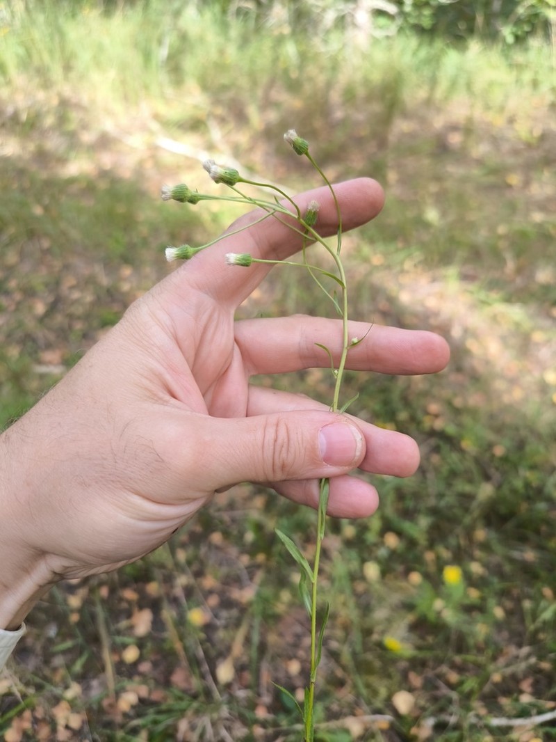 Erigeron droebachensis