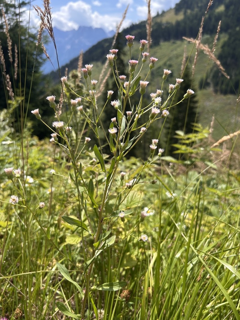 Erigeron droebachensis photo 2
