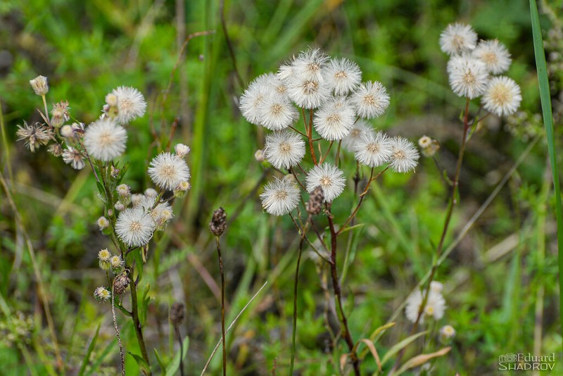 Erigeron droebachensis photo 3
