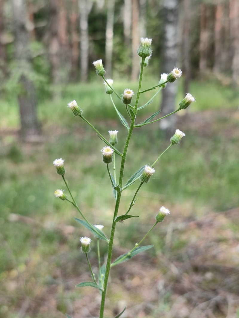 Erigeron droebachensis photo 8