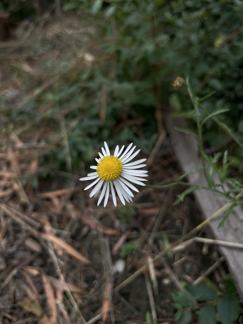 Erigeron dryophyllus