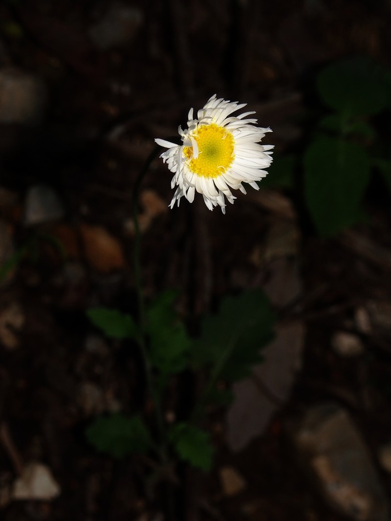 Erigeron dryophyllus photo 2