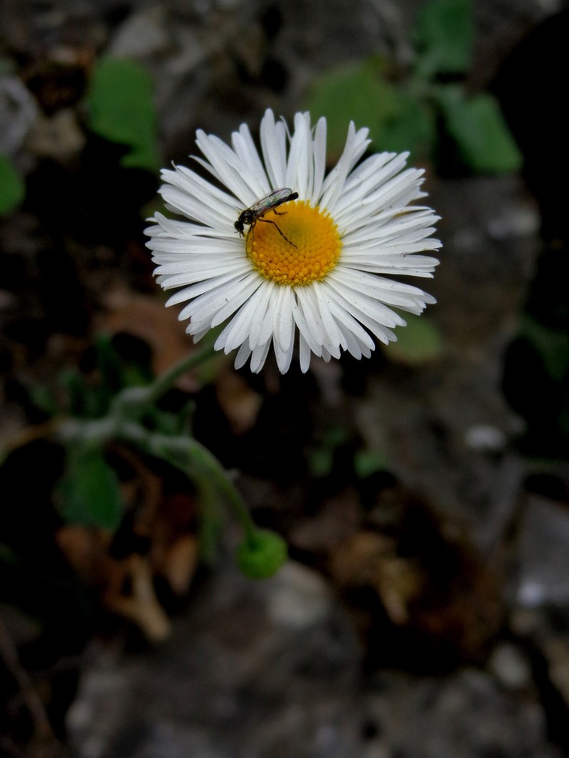 Erigeron dryophyllus photo 3