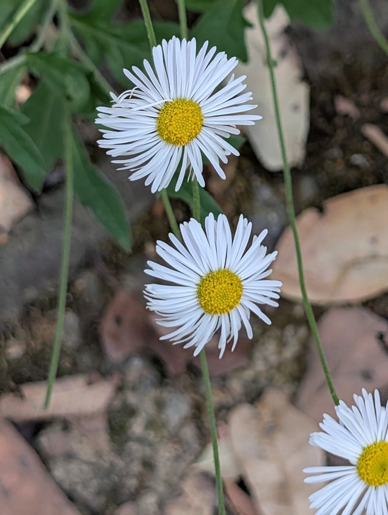 Erigeron dryophyllus photo 4
