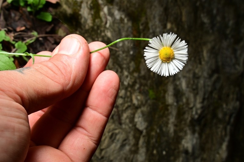 Erigeron dryophyllus photo 5